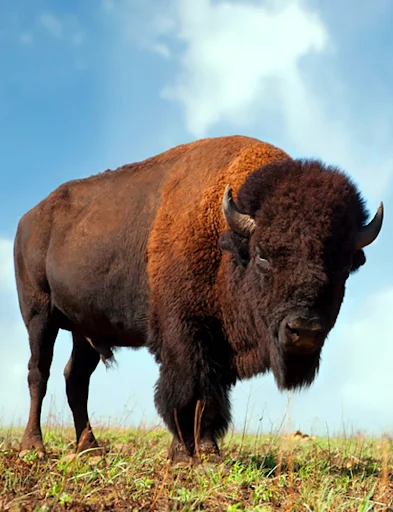 Baixar Sons de Búfalo e Bisonte – Toques e Efeitos Gratuitos - Screenshot 1